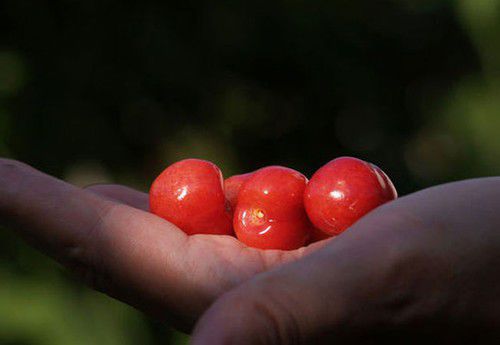 櫻桃紅了 探尋京郊櫻桃采摘好去處